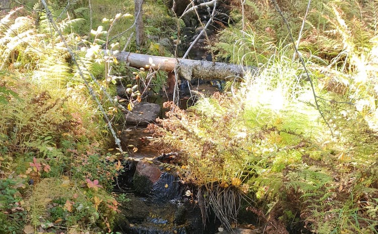 Davvi Metsä Oy:n metsiin kaksi uutta luonnonsuojelualuetta