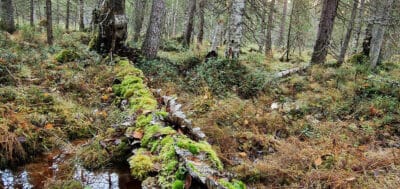 Rovaniemen Meltaukseen luonnonsuojelualue – 26 hehtaaria metsä- ja korpimosaiikkia