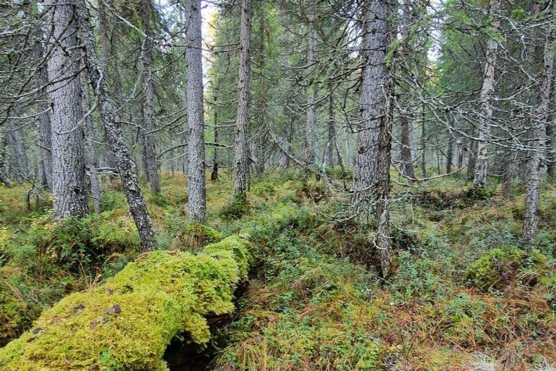 Kortejängän luonnonsuojelualue, etualalla maassa oleva lahopuu.