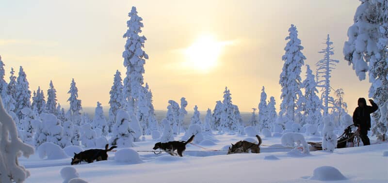 Huskyvaljakko kirmaa talvisessa Lapissa.